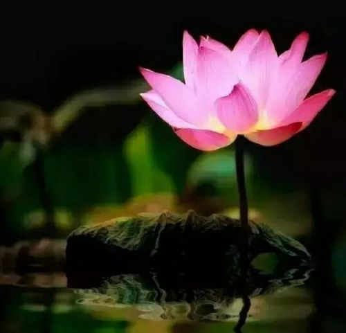 此生,愿你心似莲花,一切安好