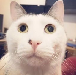 无事吸猫ins猫眼甲跟风一波