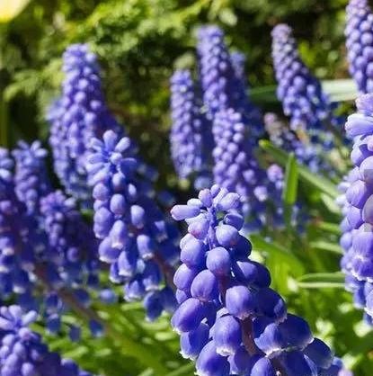 蓝色的花都有哪些