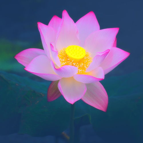 清新荷花图片