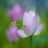 佛弟子微信莲花头像微信头像图片大全