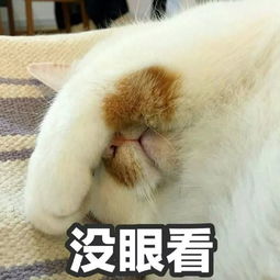 2019年小外招生数据各区各校有多少人被面谈录取