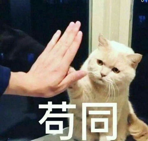 猫头像可爱微信头像养猫