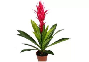 3.12植树节,十二生肖养什么植物可以旺财