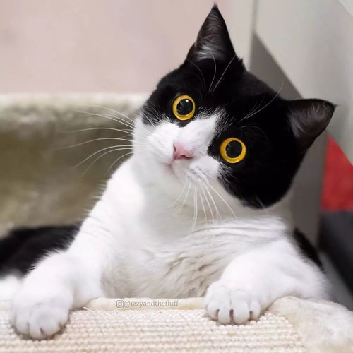 距离2018年还剩18天,你还没找到一个好看的猫头像