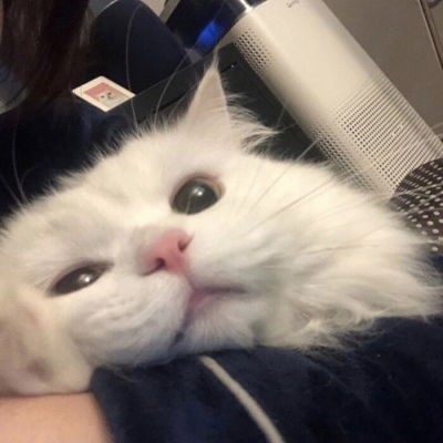 2020可爱猫咪头像高清好看萌萌哒猫咪头像精选