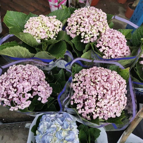 9月份逛花市,这花最好看最好养,放心抱回家