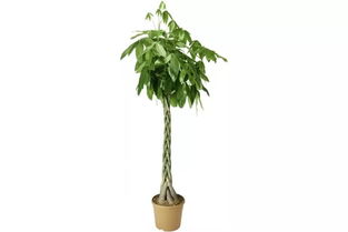 花小钱来的高级感,ins网红拍照必备这10样宝贝