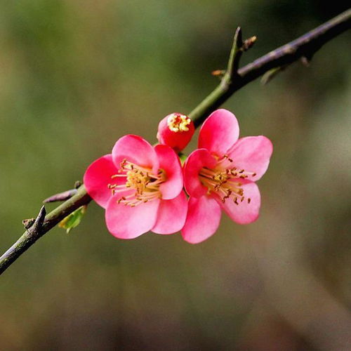 单性花系