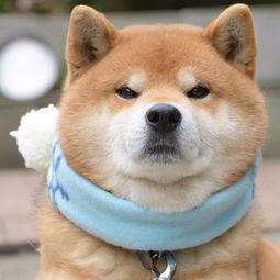 视觉丨火爆ins狗中吴彦祖的邪魅霸道柴犬,你有被撩到么