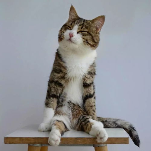 ins百万粉猫星人,靠两条腿把喵生活成表情帝