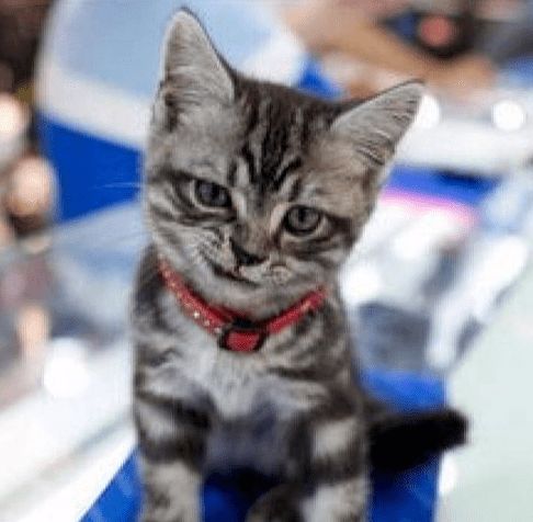 她们只是一群热心的小猫咪罢了