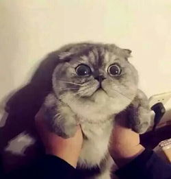萌萌哒小猫咪情侣头像拿图点赞amp咕堆糖,美好生活研究所