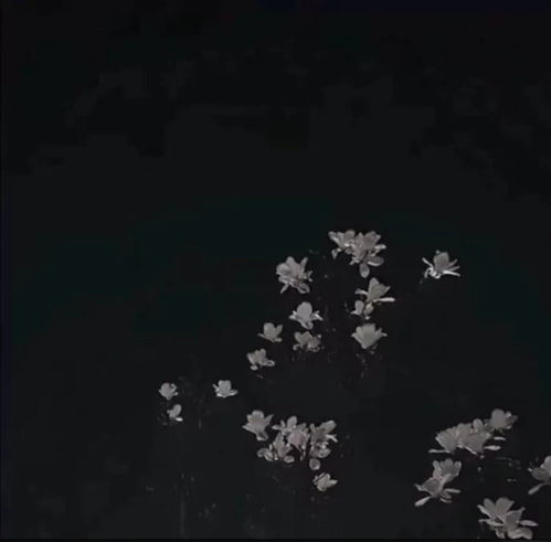 温柔文案见过花开的人,便会懂得风的温柔