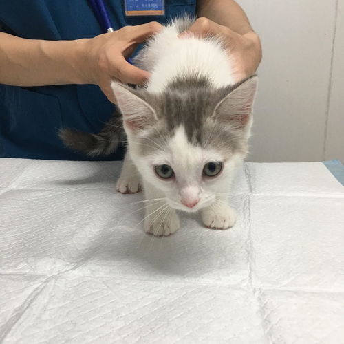 小猫蓝眼睛变成黄眼睛能不能一直蓝眼睛呀
