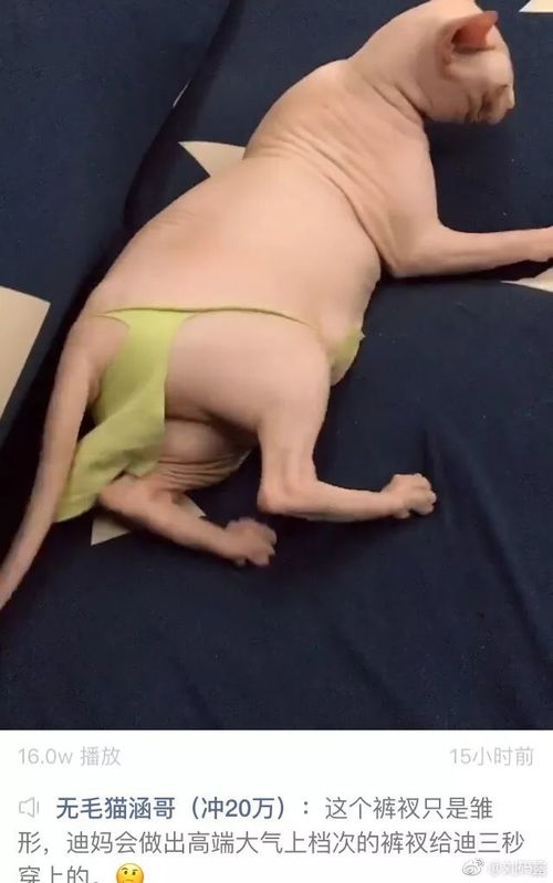 主人假装溺水,狗狗的反应让人感动泪目