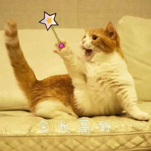 猫猫祝福你背景图