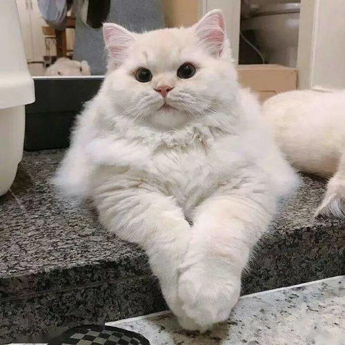 ins头像可爱萌宠头像,搞笑猫狗蠢萌头像
