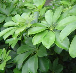 旺财旺家的28种植物