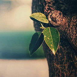 水仙花开花开富贵2018活力迎春特辑