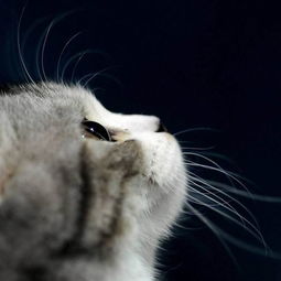 求蓝眼睛猫的图片