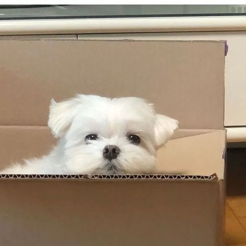 小狗狗头像系列二