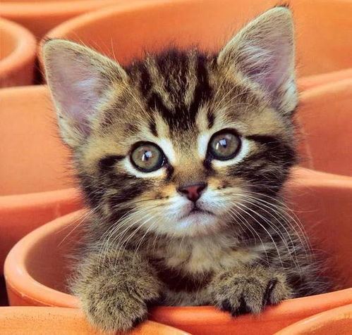 猫咪缺乏微量元素会怎样要如何给猫咪补充呢