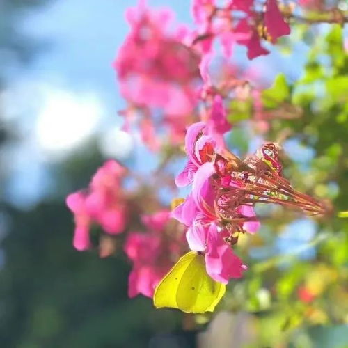 2023最新鲜花烂漫风景头像