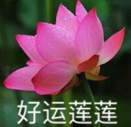 漂亮的莲花微信头像头像