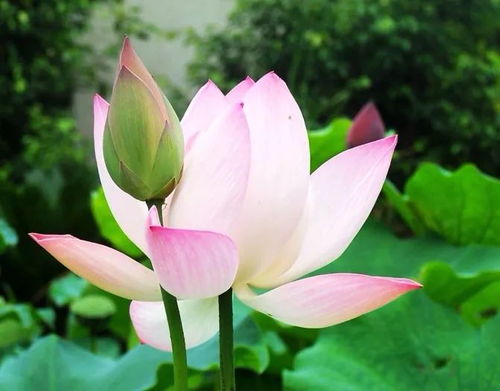 持一朵莲花在岁月里修行