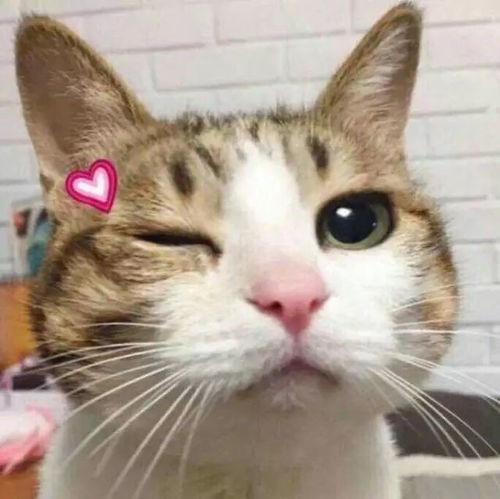 猫猫头像ins高级质感情头