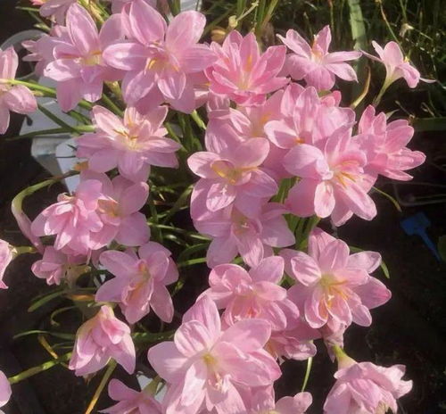 你养过命最硬,最好养的花是哪种这6种花,命最硬