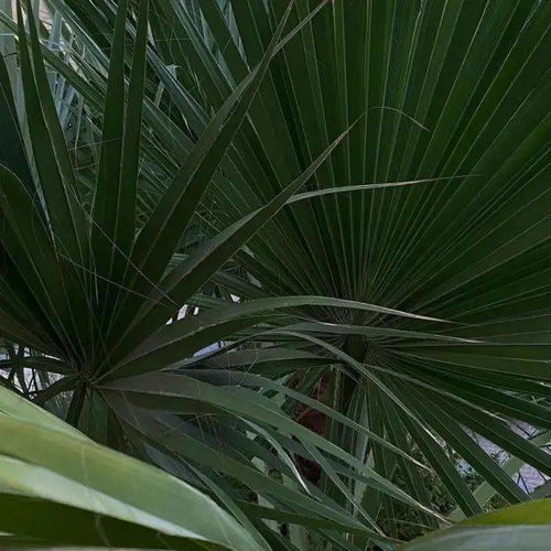 ins头像高级感琴叶榕