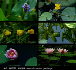 高清实拍唯美花朵风景红动网