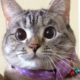 猫咪搞笑图片来自丶梦醒时分的图片分享堆