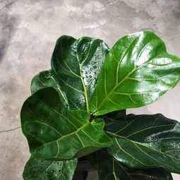 ins植物网红琴叶榕