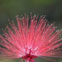 快手头像花朵图片大全