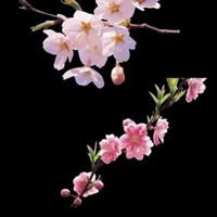 红梅花好运头像图片好运红色梅花头像