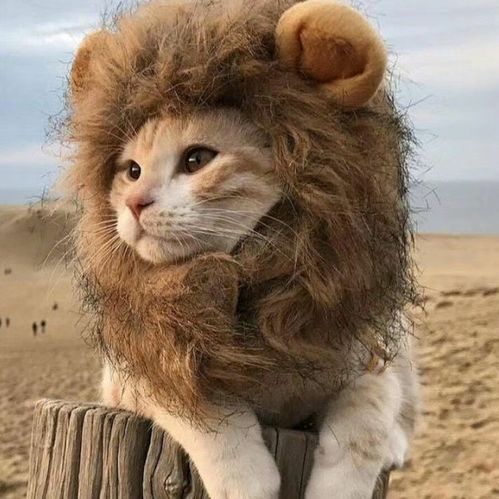 猫咪头像ins高级质感匈奴