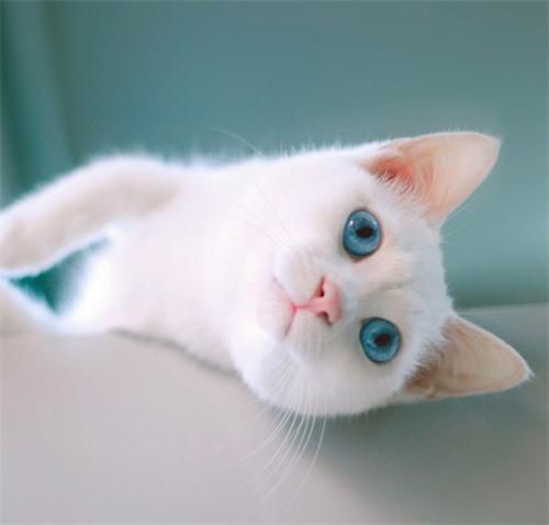 猫餐盒可以当主食吗,猫餐盒是主食罐吗