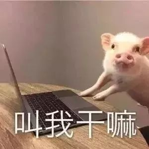 我竟然对一只猪动了心