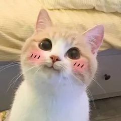 可怕这些人连猫也不放过