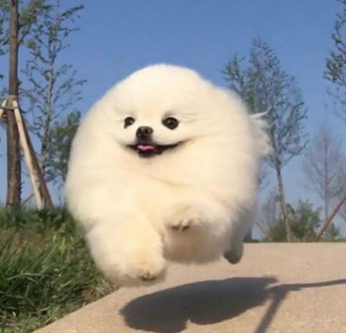 小狗头像ins高级质感ins