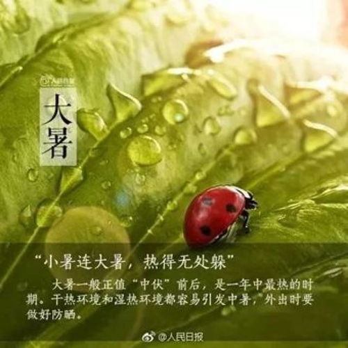 转发丨悦读丨节气大暑莲叶无穷碧,荷花别样红
