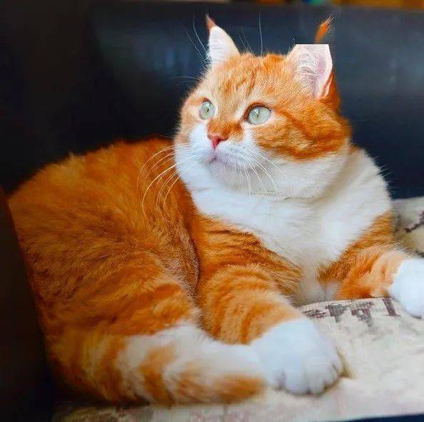 猫咪头像ins高级质感这只