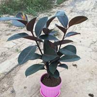 ins头像高级感橡皮树