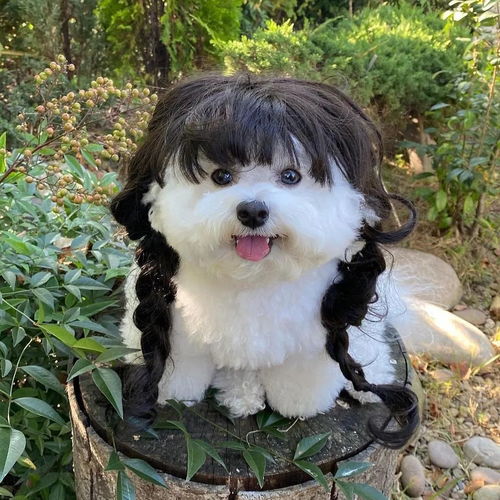 全世界最快乐的小狗,ins上竟然靠微笑吸粉百万粉丝