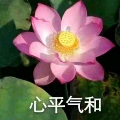 微信头像图片2020荷花带字系列荷花带字微信头像高清大全集