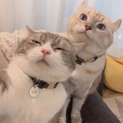 抖音头像女卡通猫叫