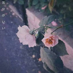 花草头像图片大全真实女人的花草招财头像